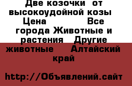 Две козочки  от высокоудойной козы › Цена ­ 20 000 - Все города Животные и растения » Другие животные   . Алтайский край